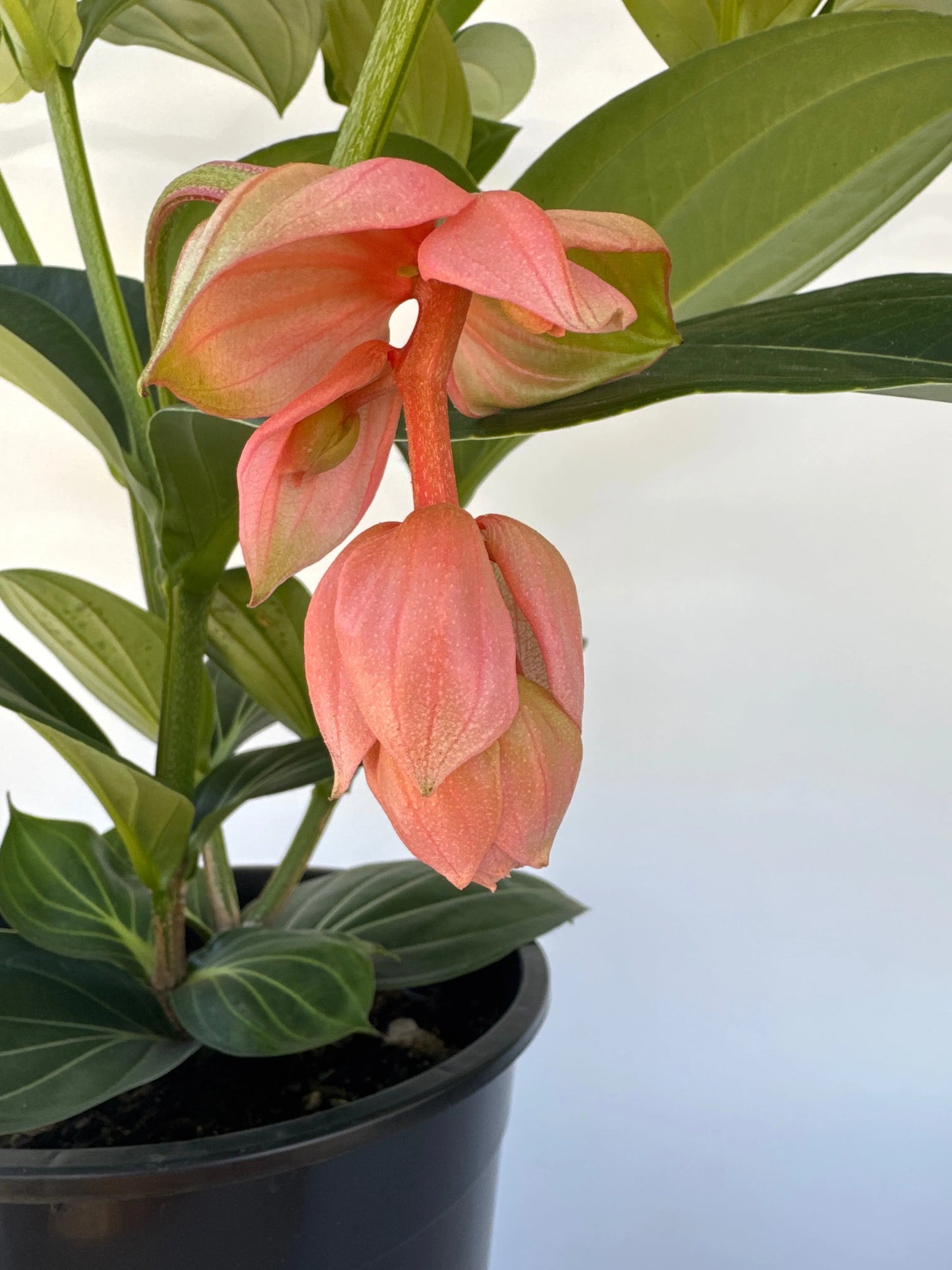14" Medinilla Magnificum