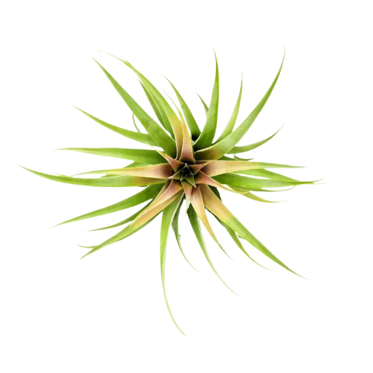 Airplant Capitata Green 6-9"