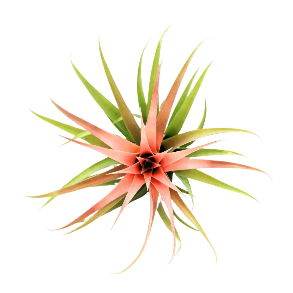 spiky air plant Airplant Capitata Green 6-9" – Bloom Garden Shop