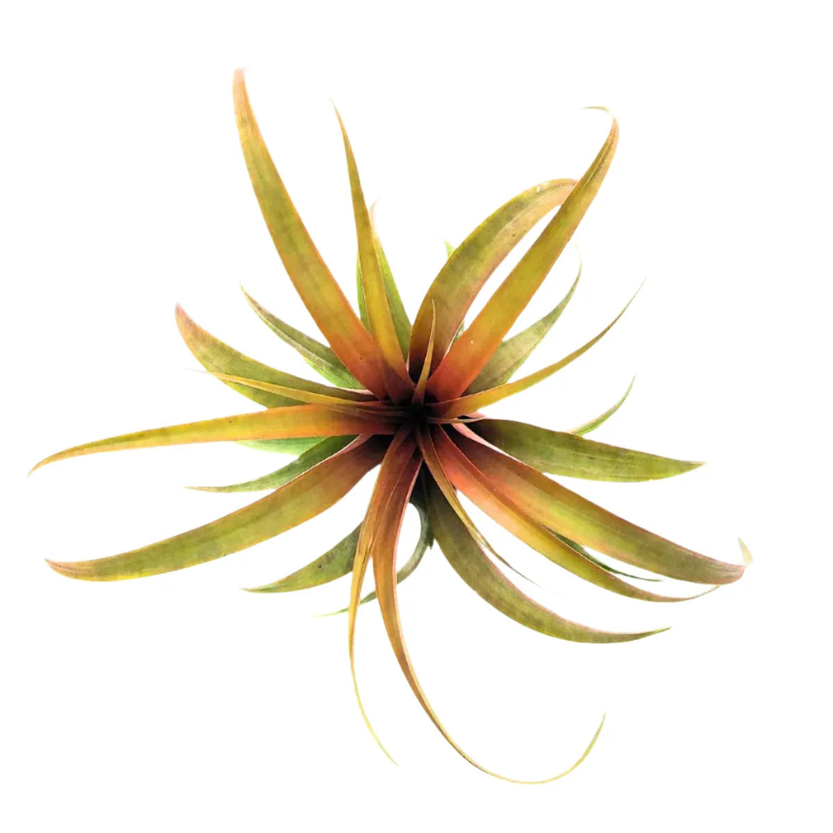 Airplant Capitata Yellow Star 7-9"