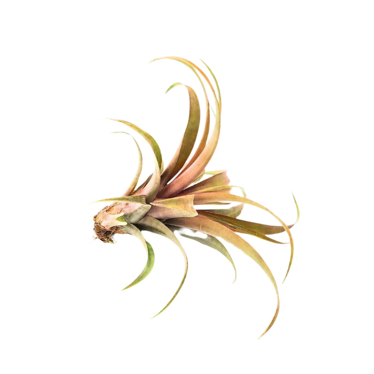 Airplant Capitata Yellow Star 7-9 in.