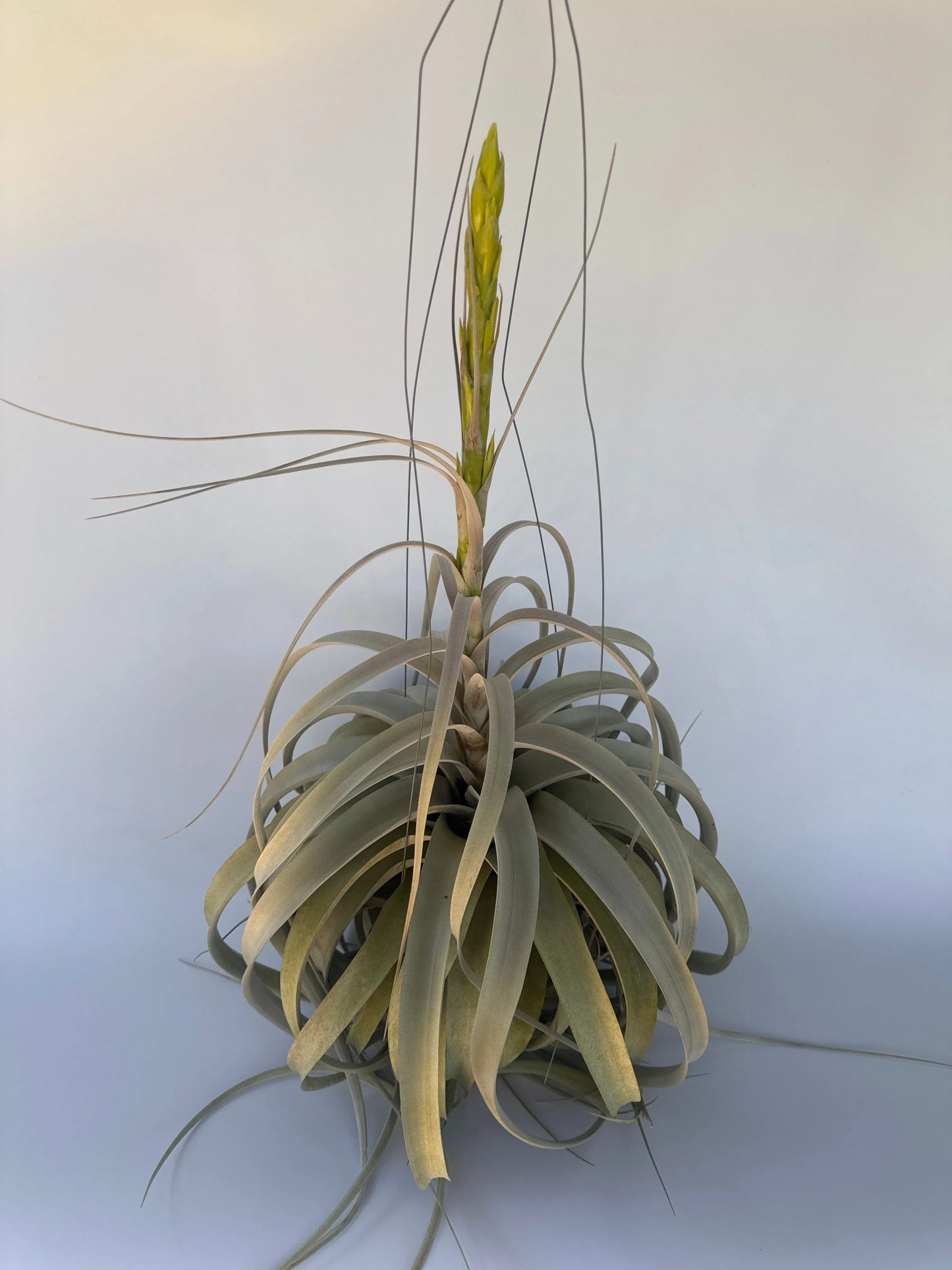 7" Airplant Double Xerographica HB