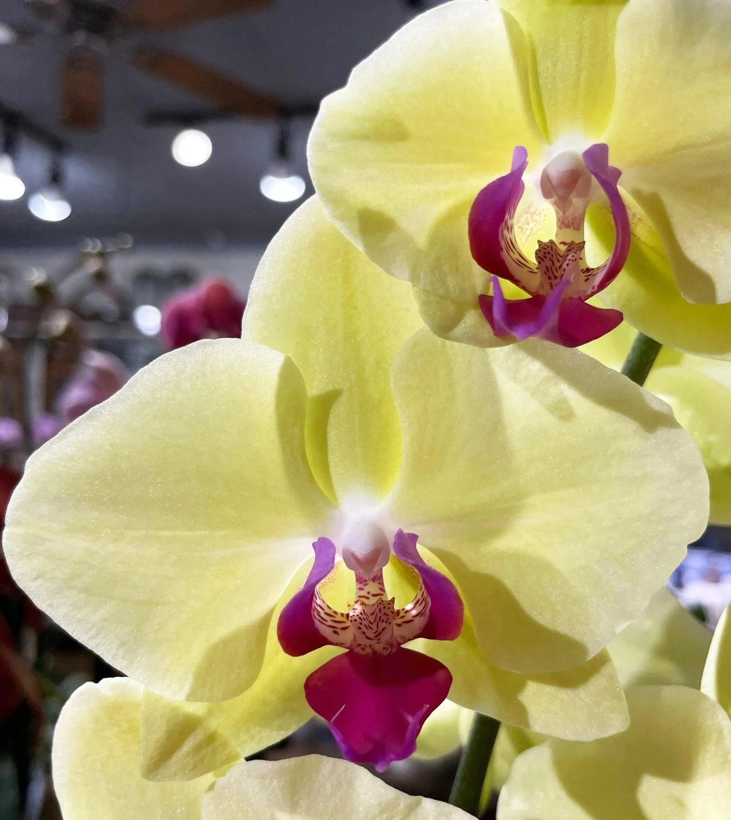 5" Phaleonopsis Orchid (Double Spike)