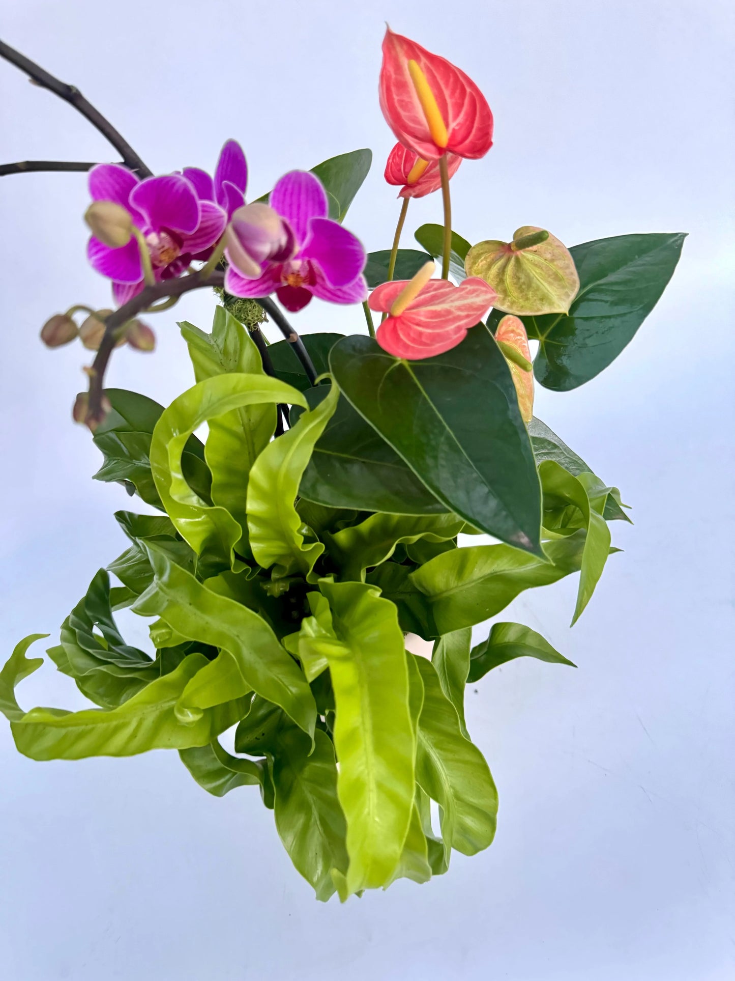 The Asplenium