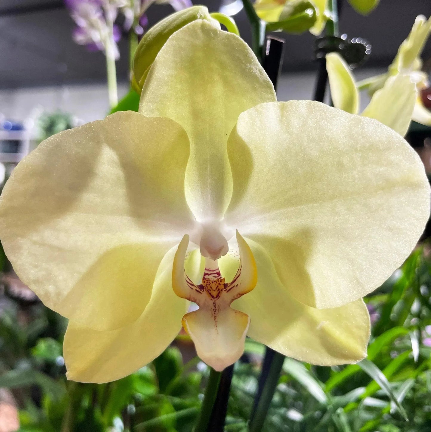 5" Phaleonopsis Orchid (Double Spike)