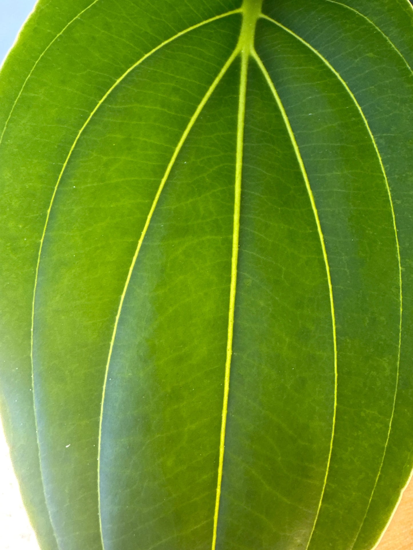 14" Medinilla Magnificum