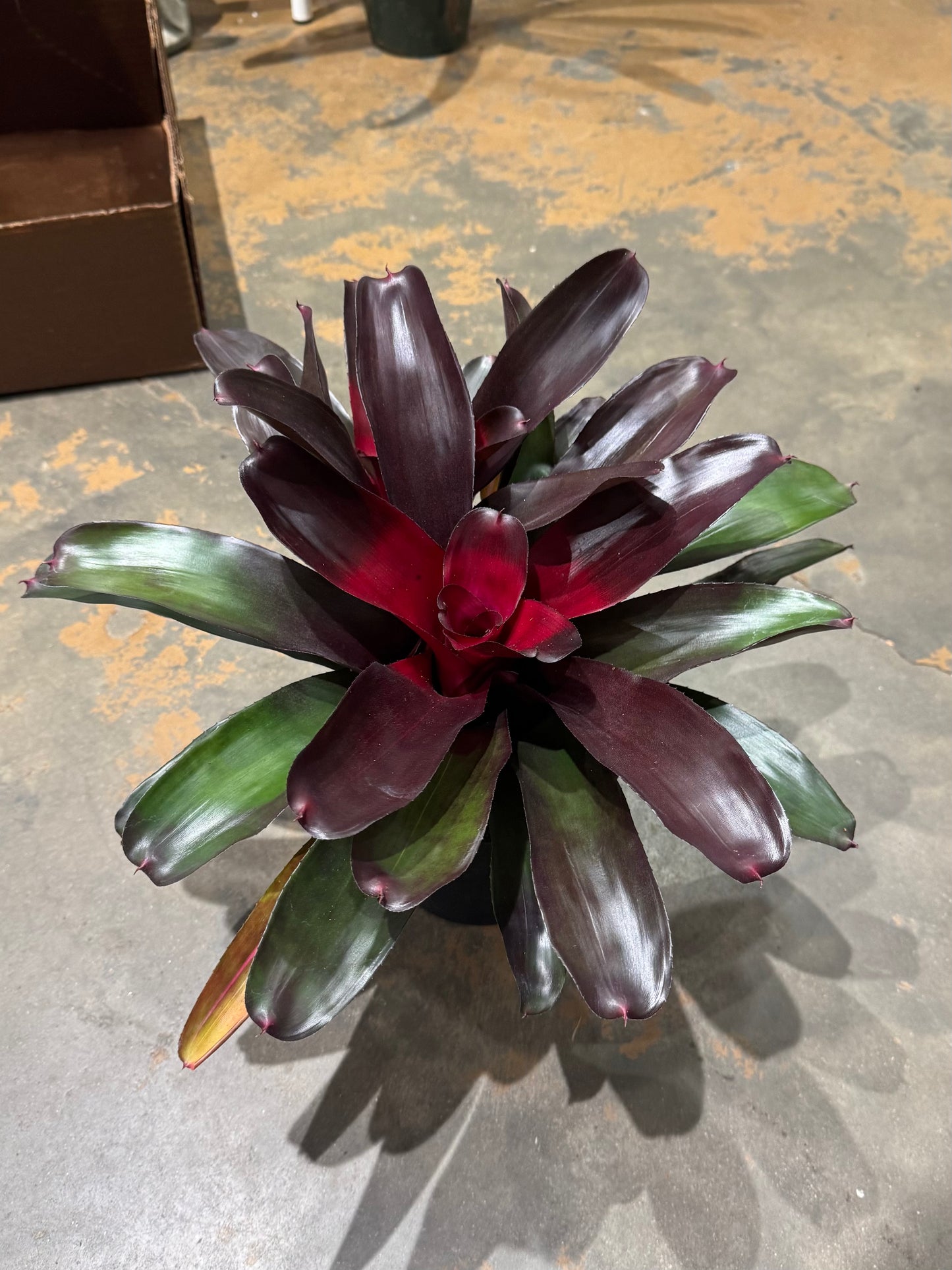 6 in. Bromeliad Neoregelia