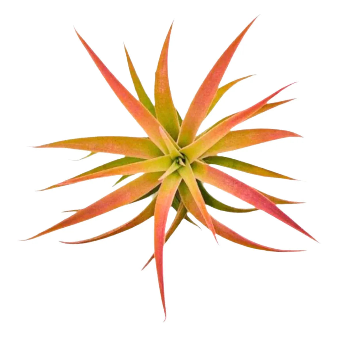 Airplant Hondurensis 2-4"