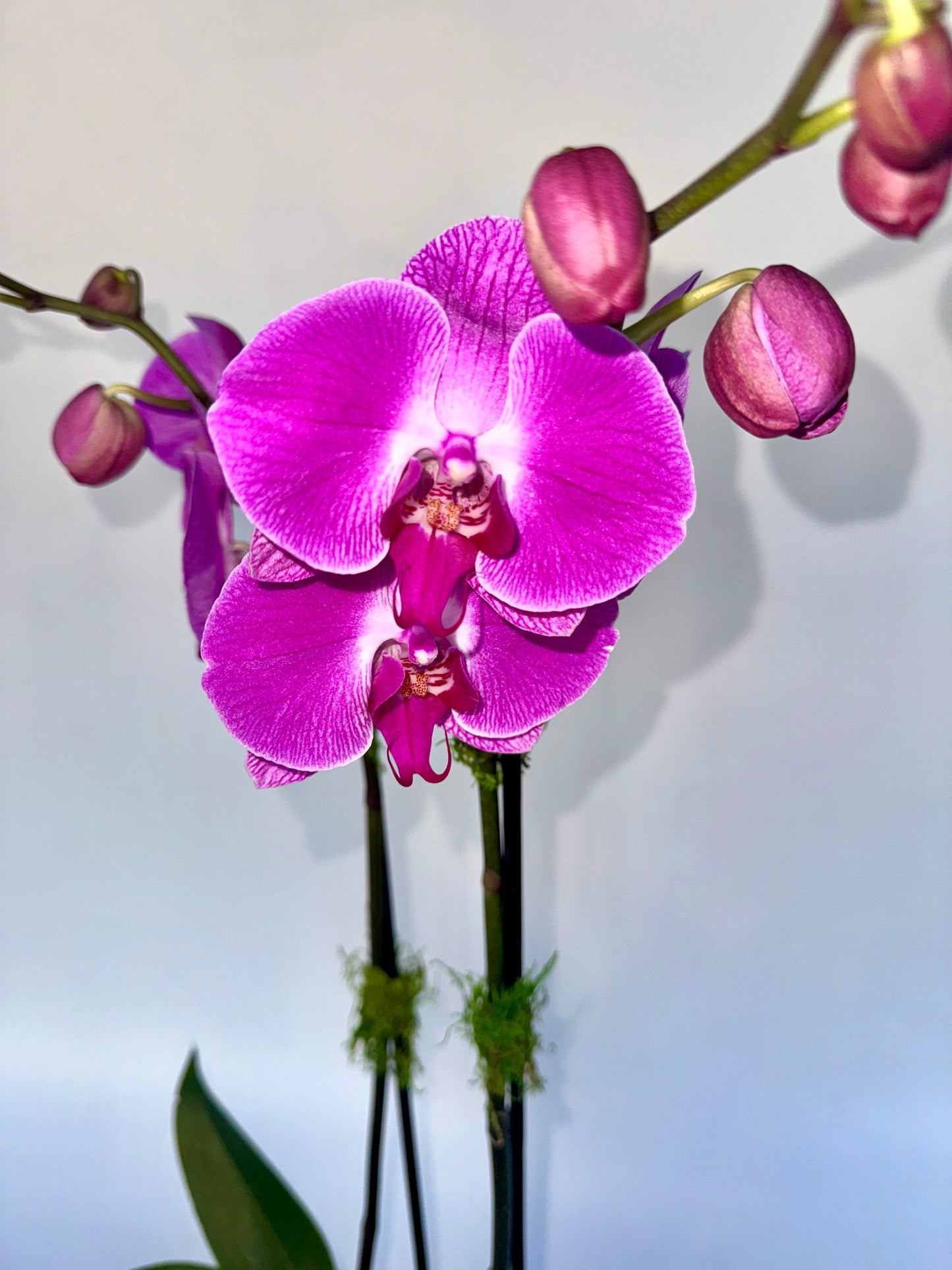 5" Phaleonopsis Orchid (Double Spike)