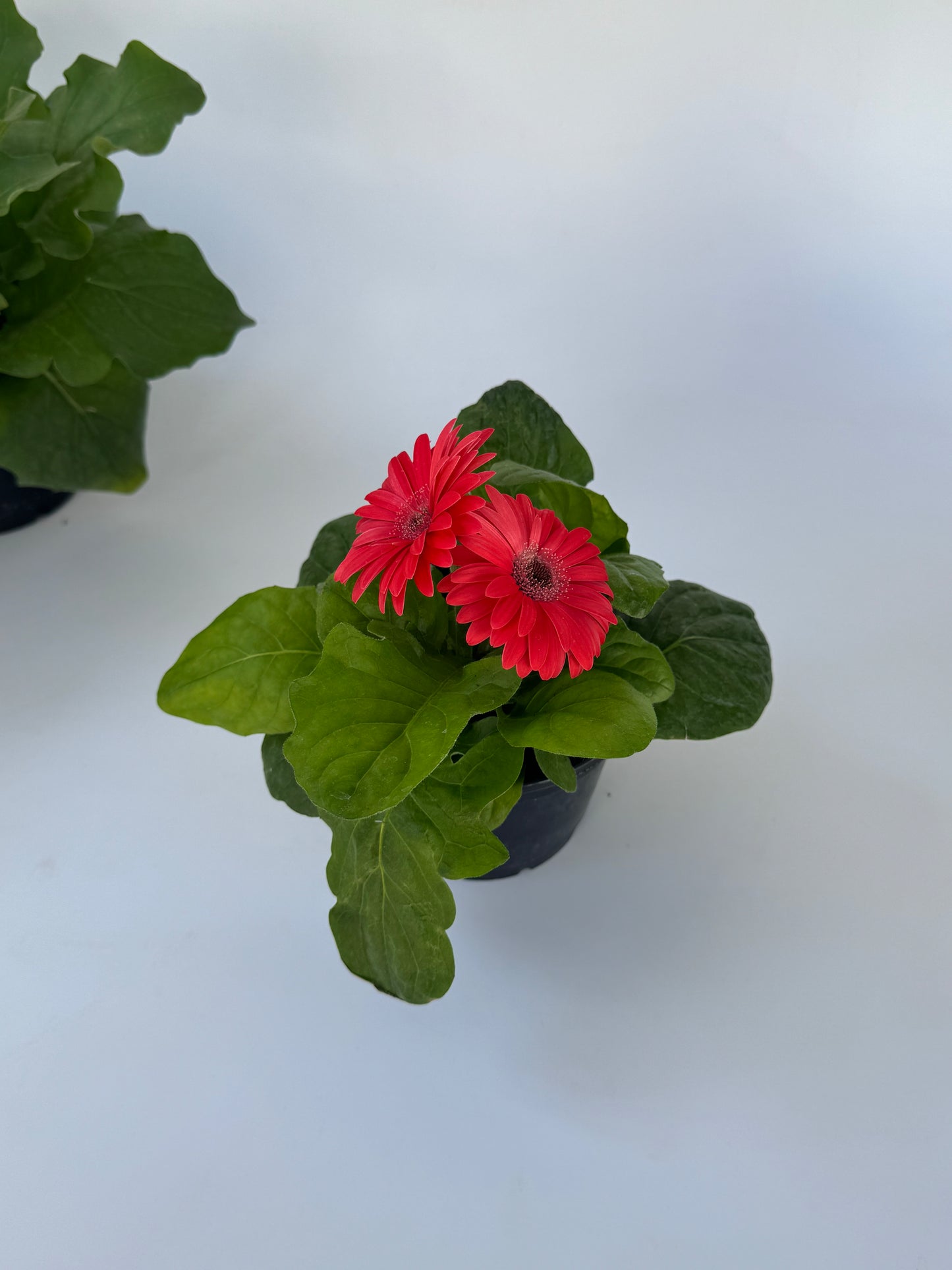 4" Florida Gerbera