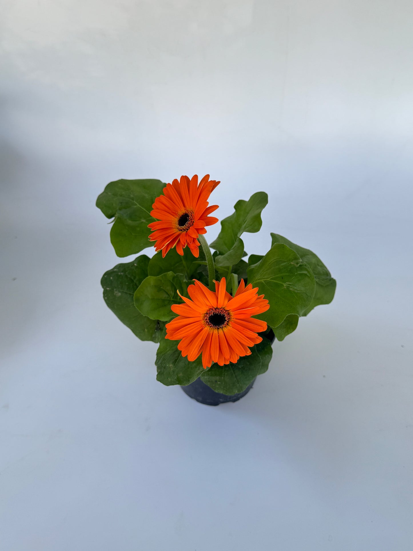 4" Florida Gerbera