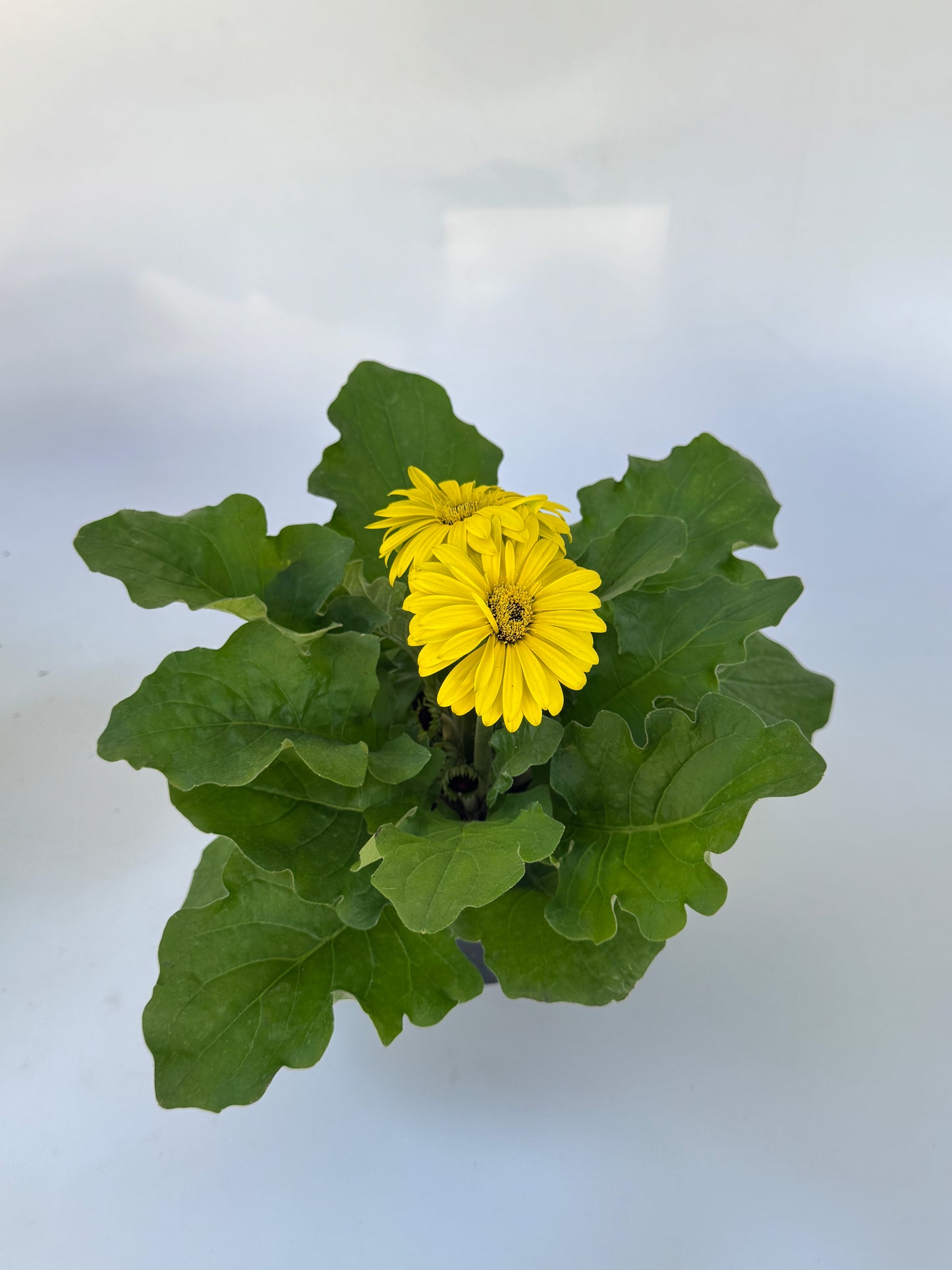 4" Florida Gerbera