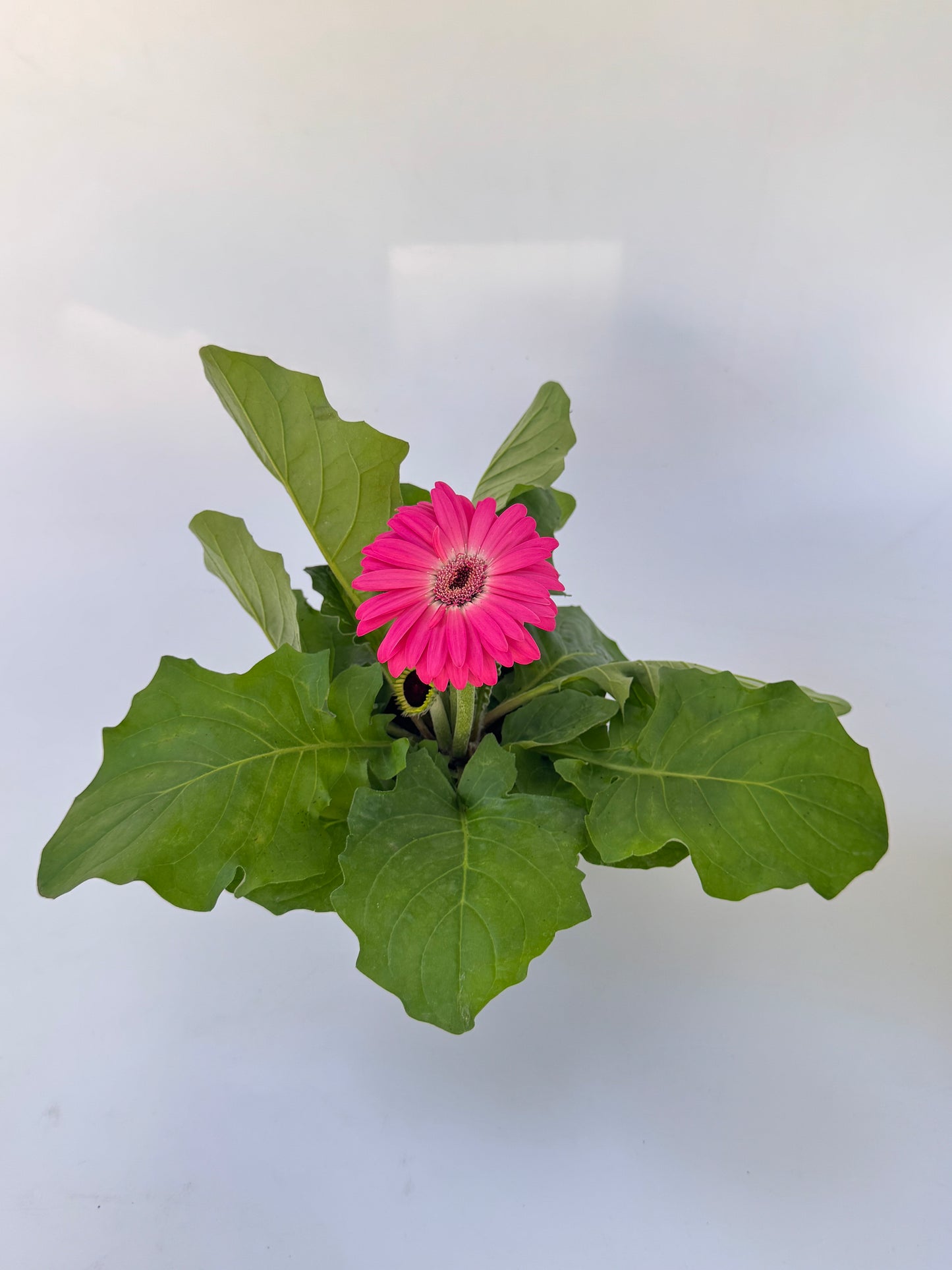 4" Florida Gerbera