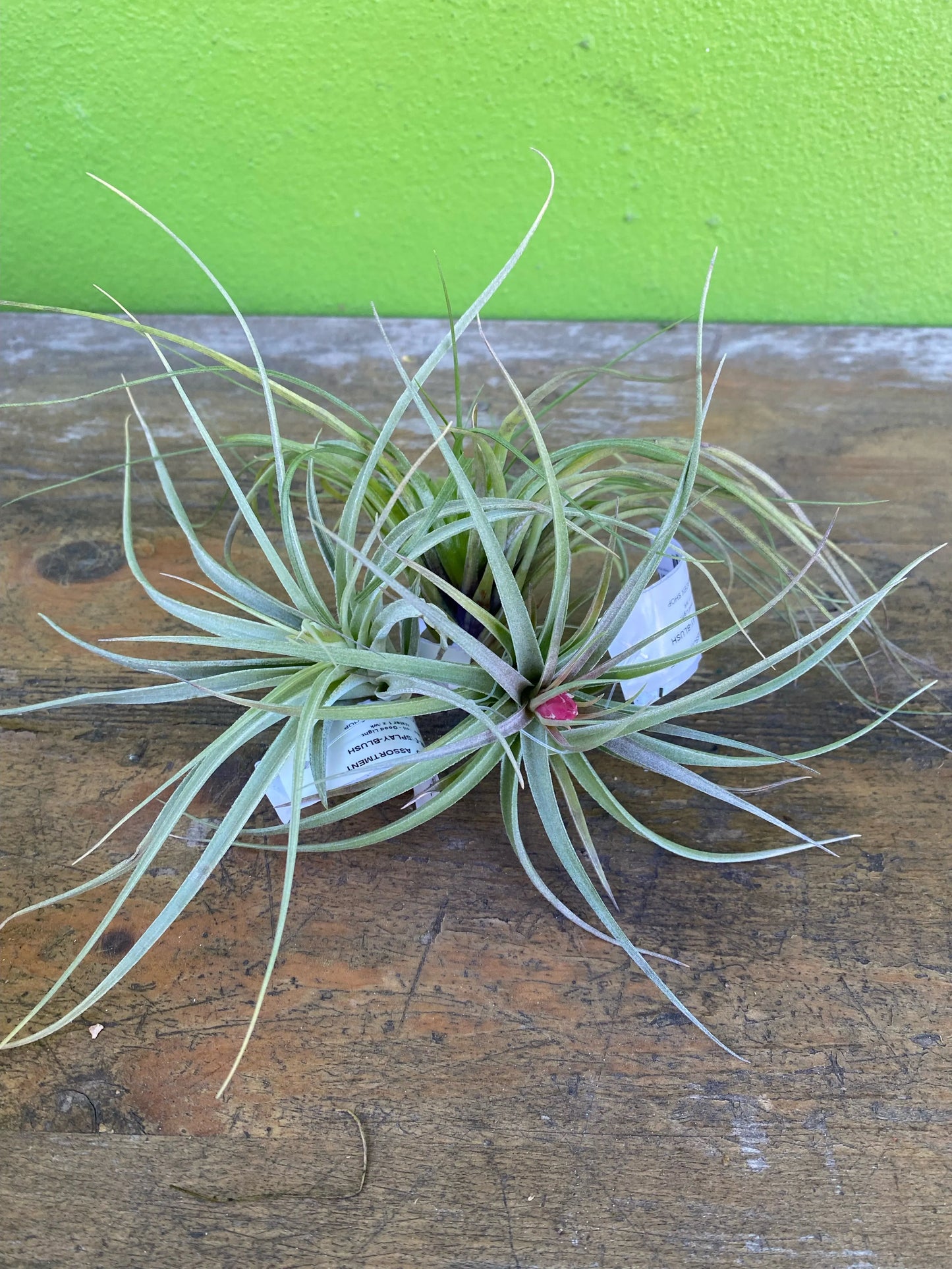 Airplant Blooming Asstorted