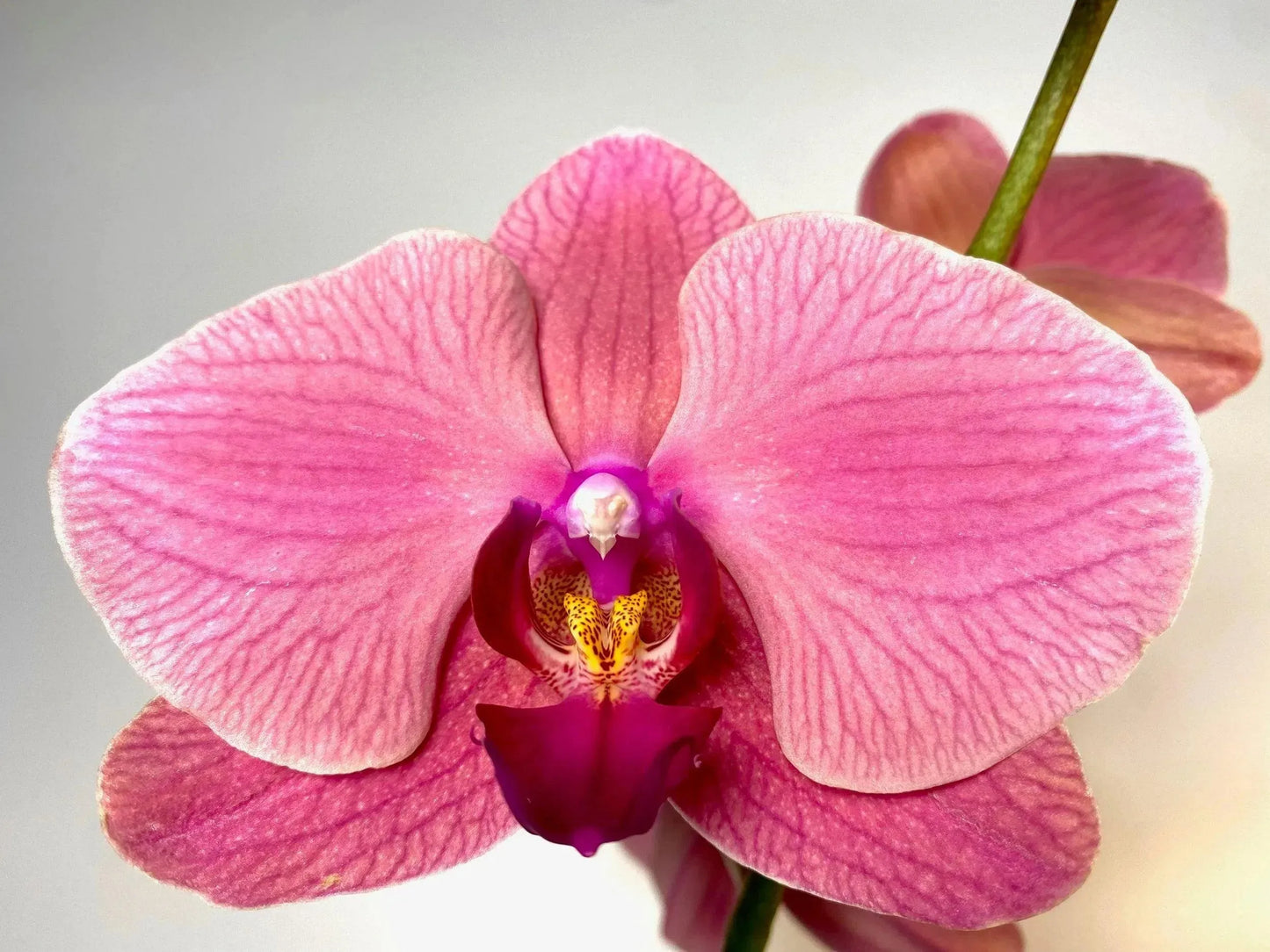 'Rosa' Phaleonopsis Orchid