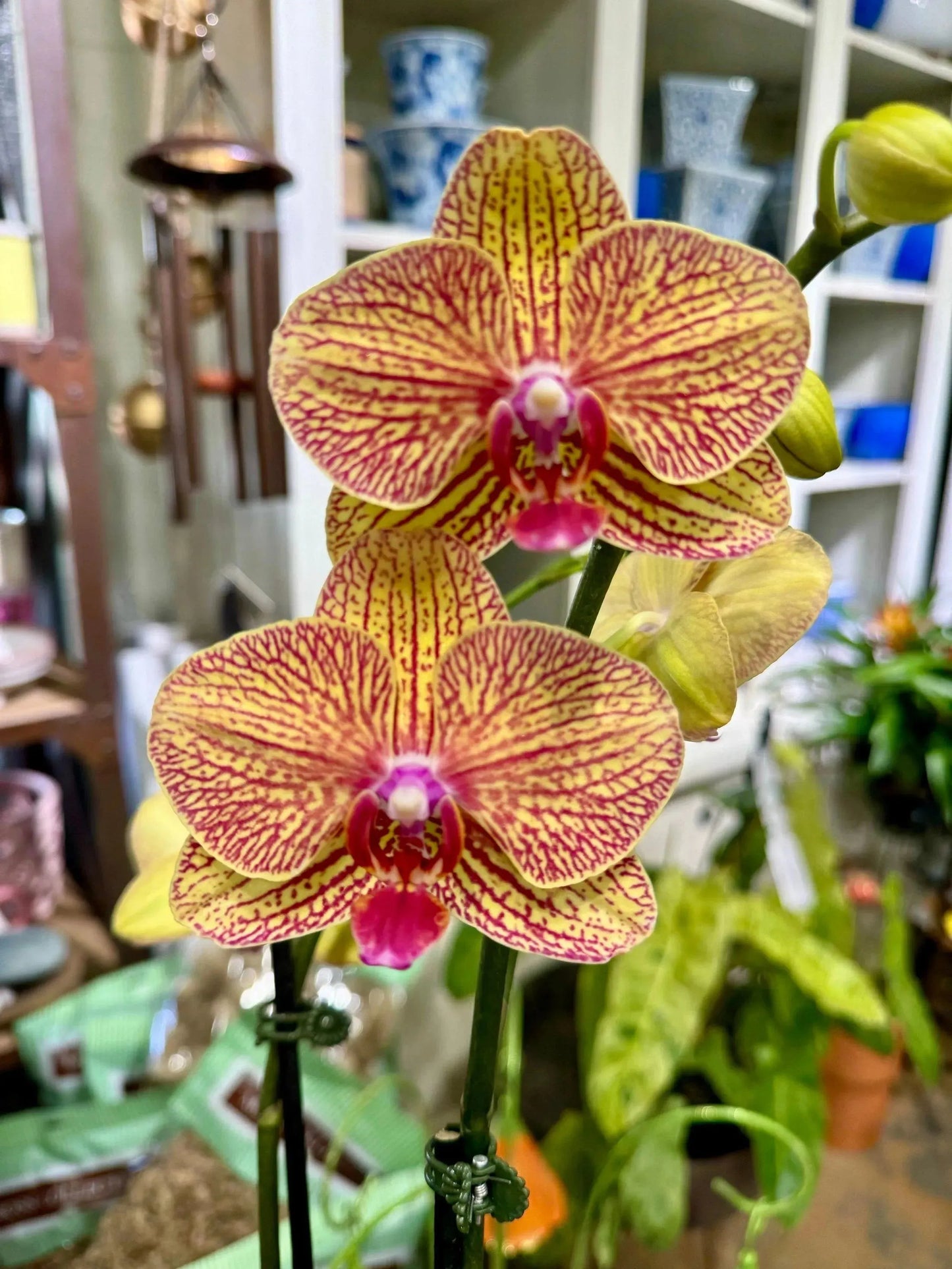 5" Phaleonopsis Orchid (Double Spike)