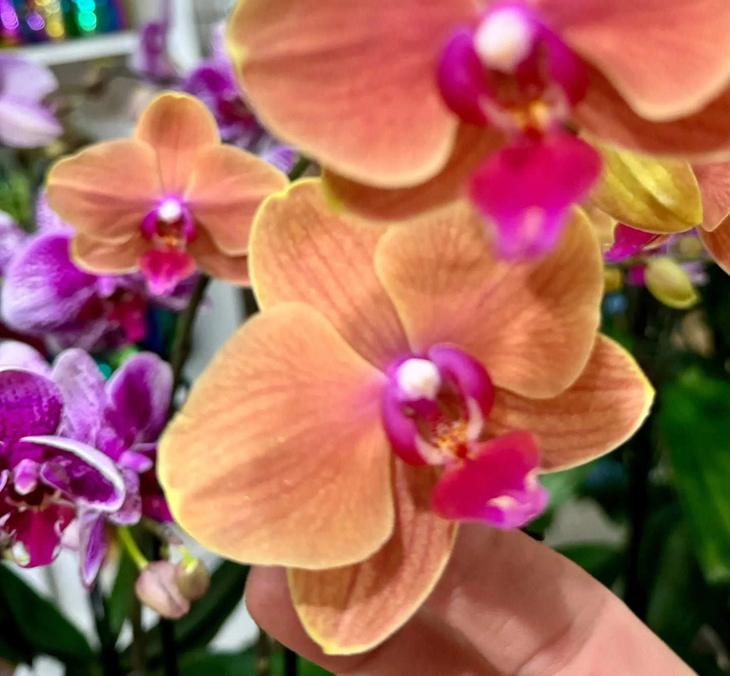 5" Phaleonopsis Orchid (Double Spike)