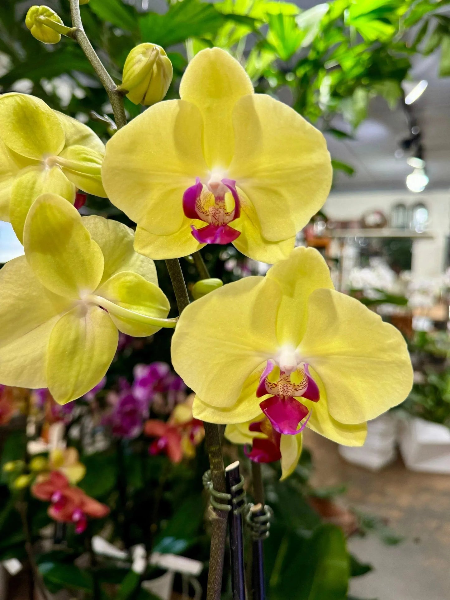 5" Phaleonopsis Orchid (Double Spike)