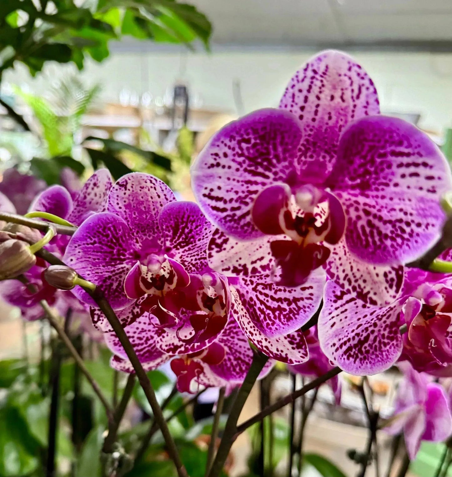 5" Phaleonopsis Orchid (Double Spike)