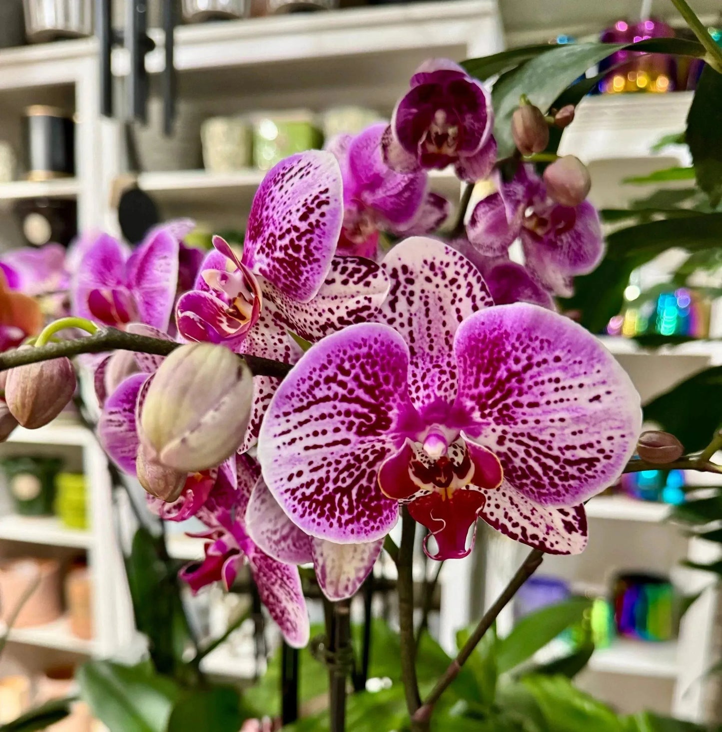 5" Phaleonopsis Orchid (Double Spike)