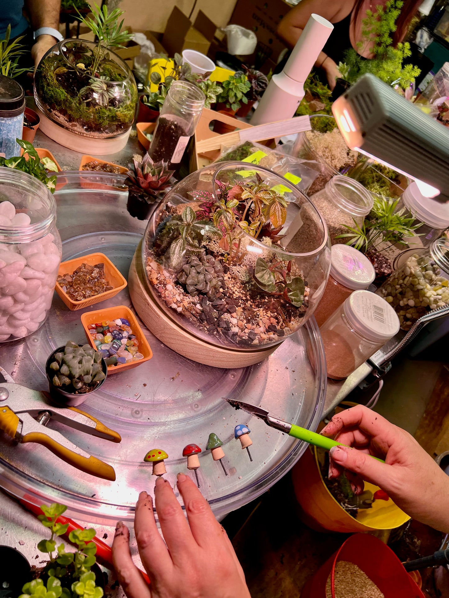 Tiny Little Worlds: Terrarium building