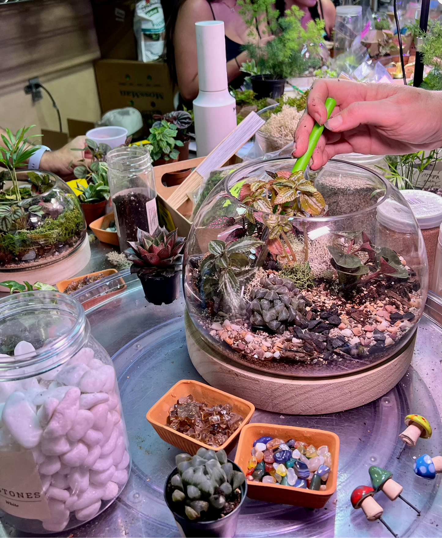 Tiny Little Worlds: Terrarium building