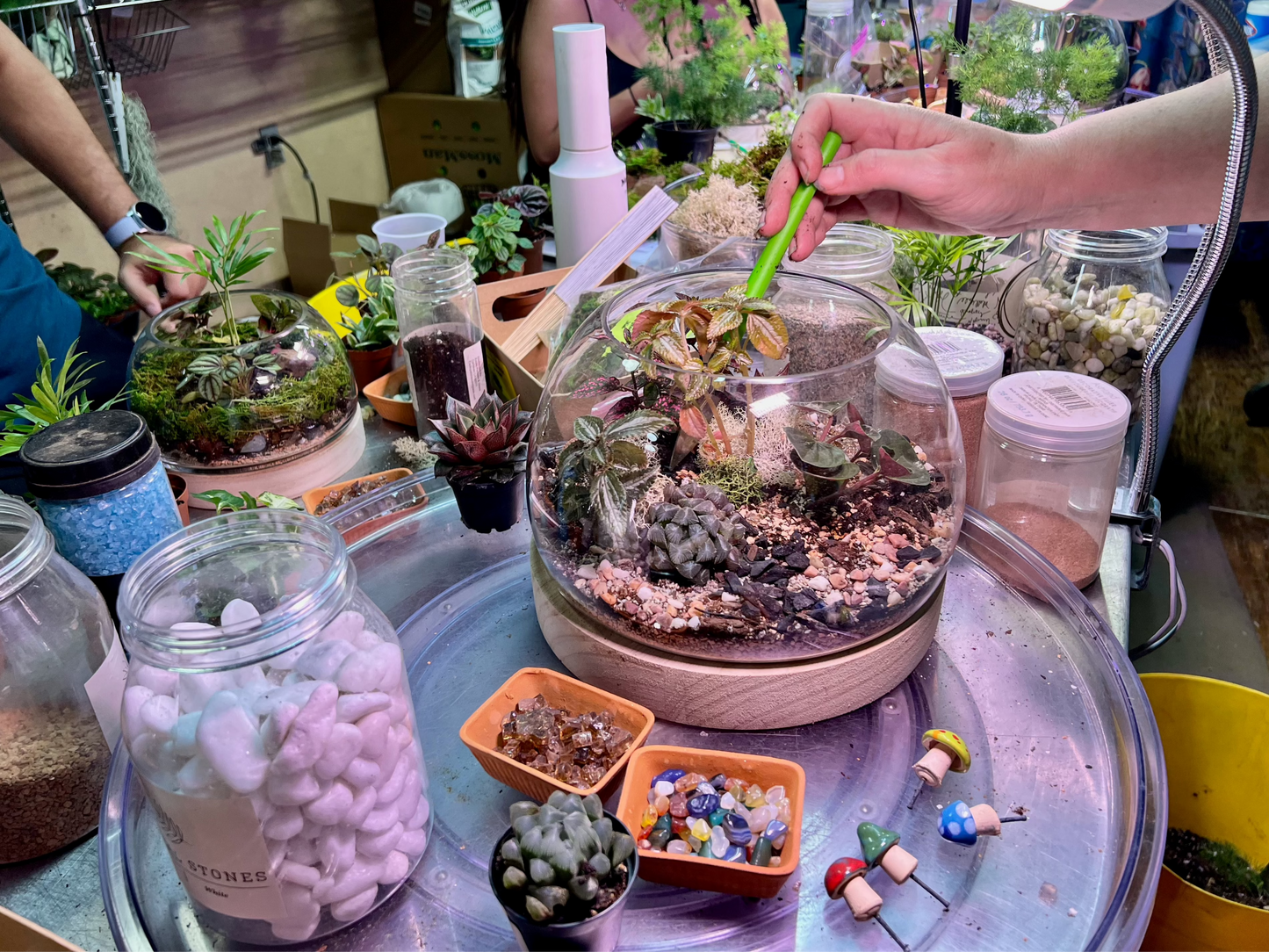 Tiny Little Worlds: Terrarium building