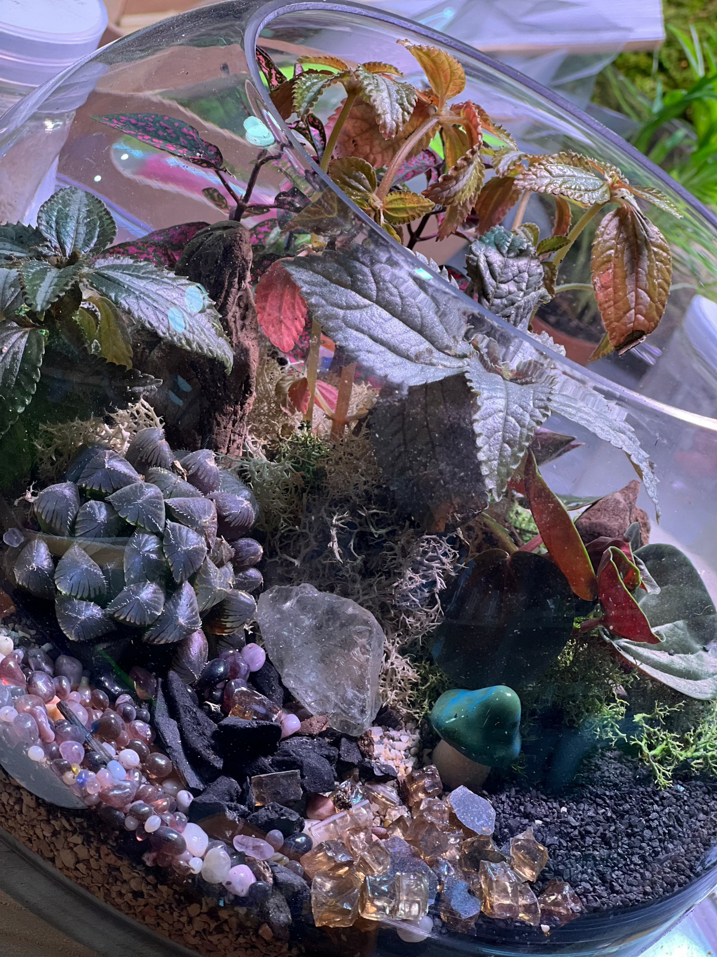Tiny Little Worlds: Terrarium building