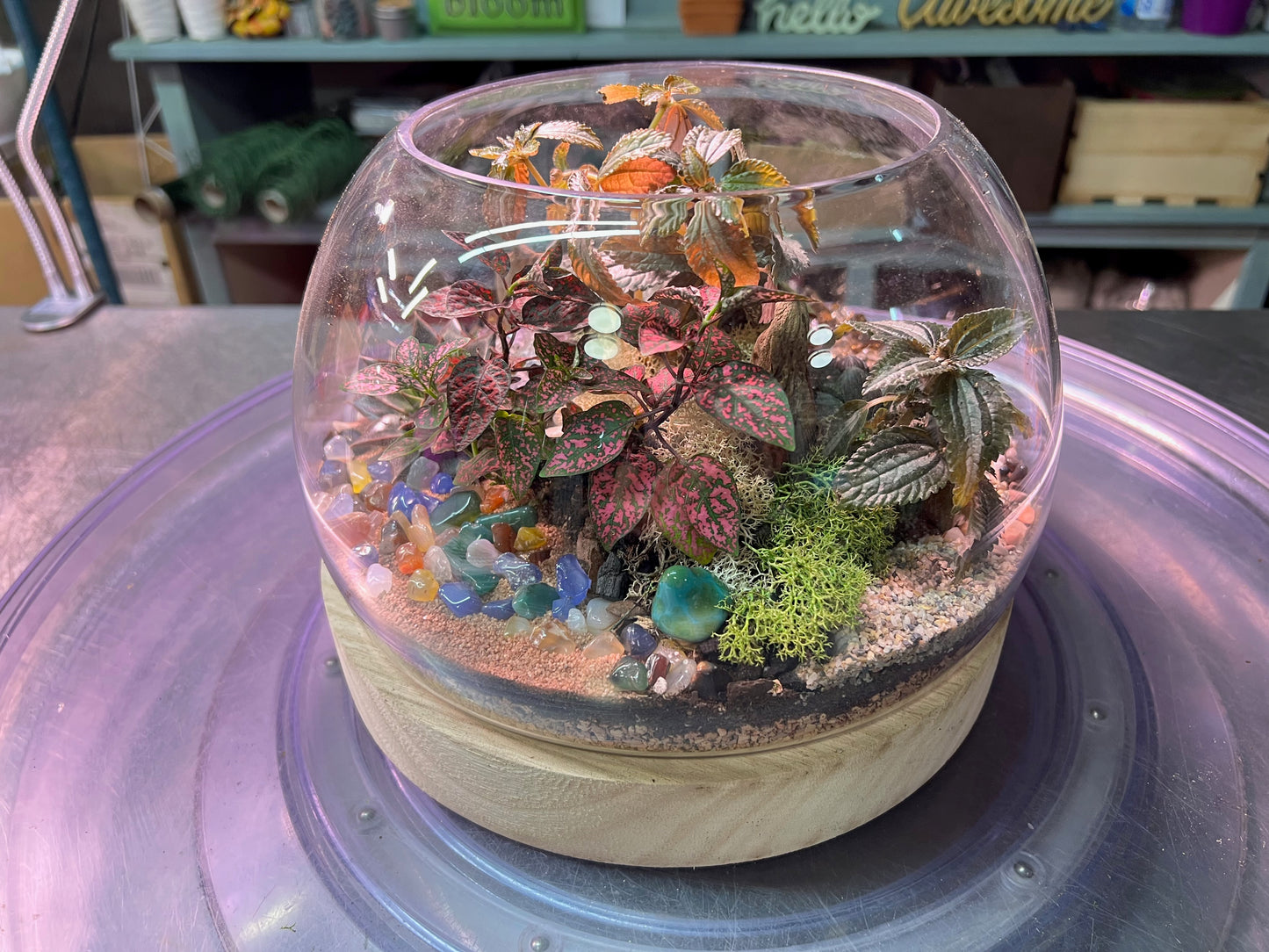 Tiny Little Worlds: Terrarium building