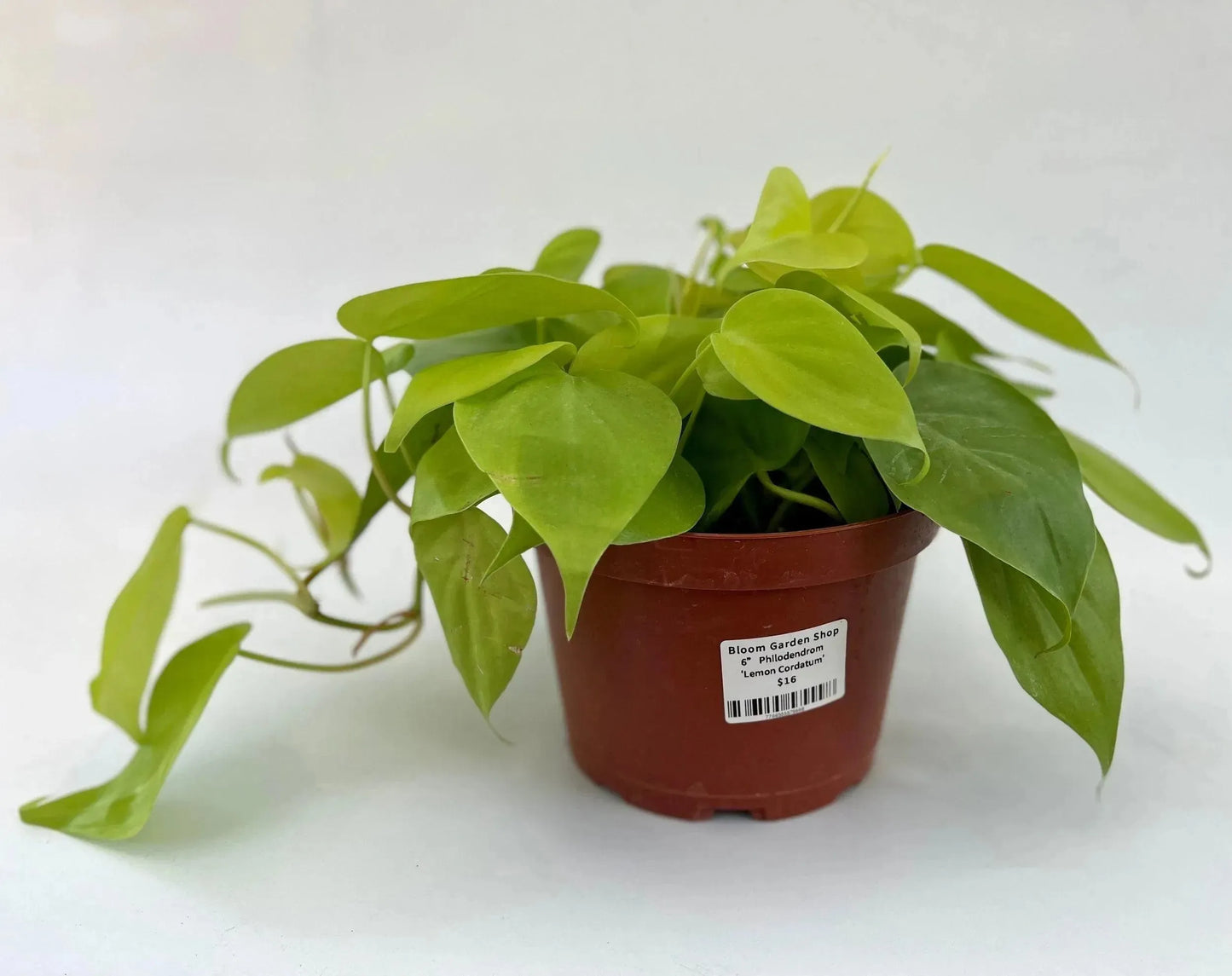 6 in. Philodendron Cordatum 'Lemon Lime' (Manatee)