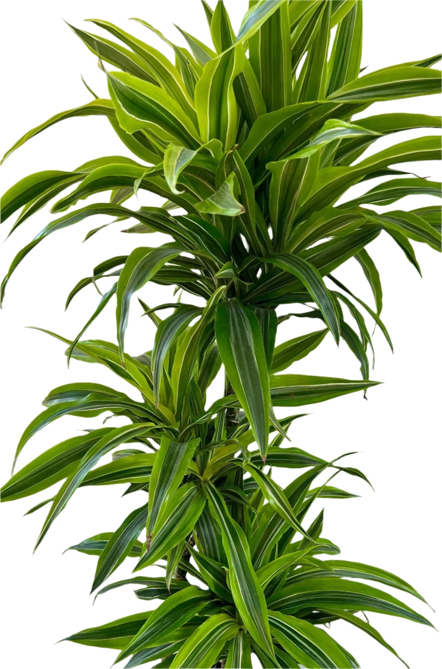 10 in. Dracaena 'Lemon Lime' Cane Set 3-2-1