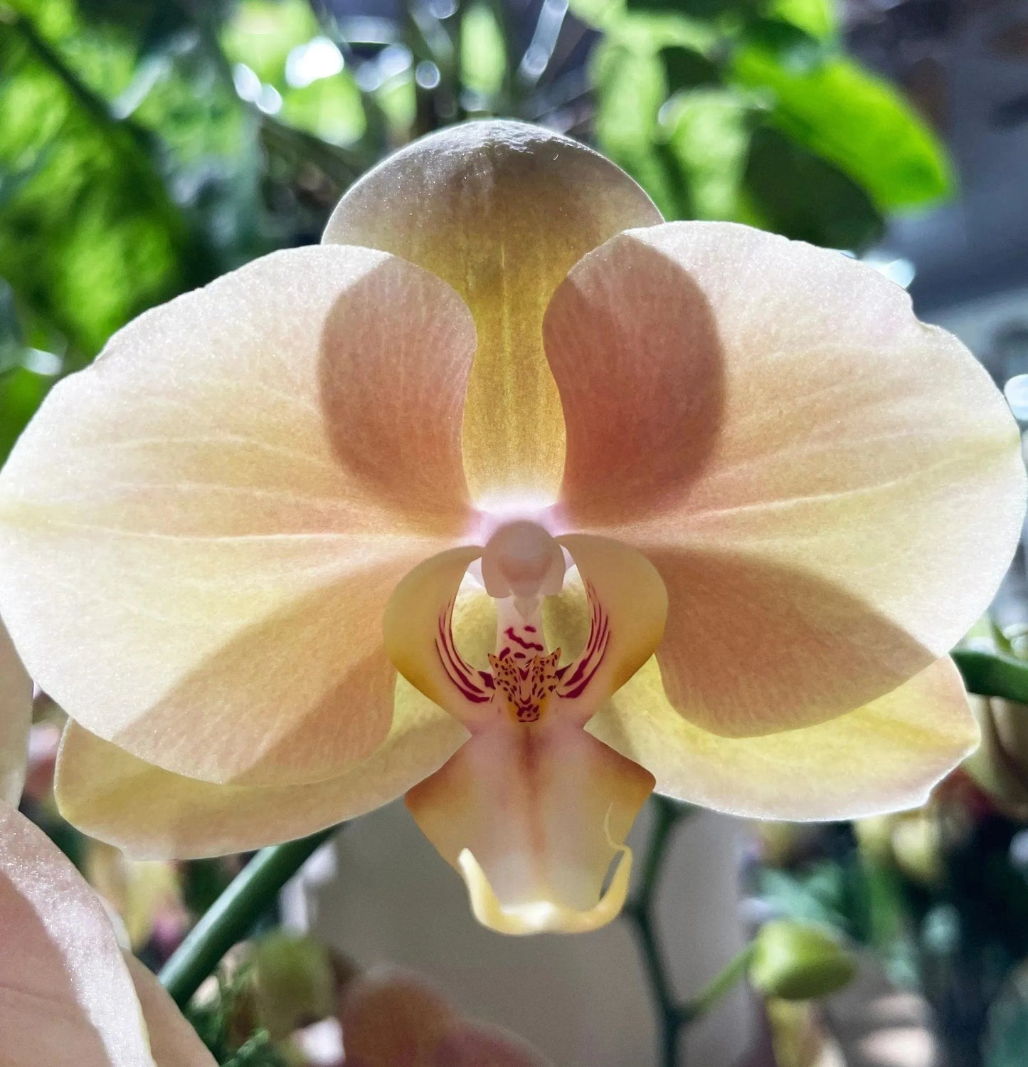 5" Phaleonopsis Orchid (Double Spike)