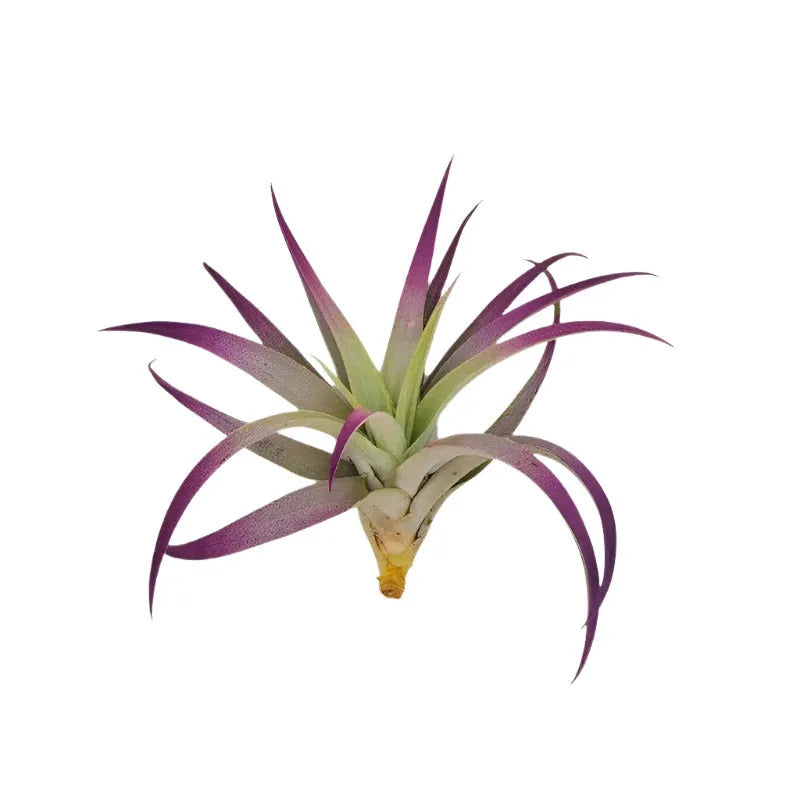 Airplant Plagiotropica 3-5"