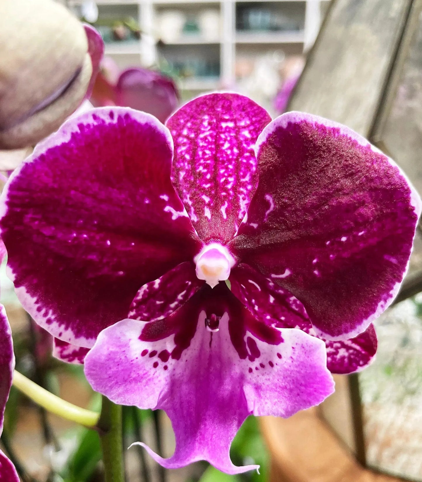 5" Phaleonopsis Orchid (Double Spike)