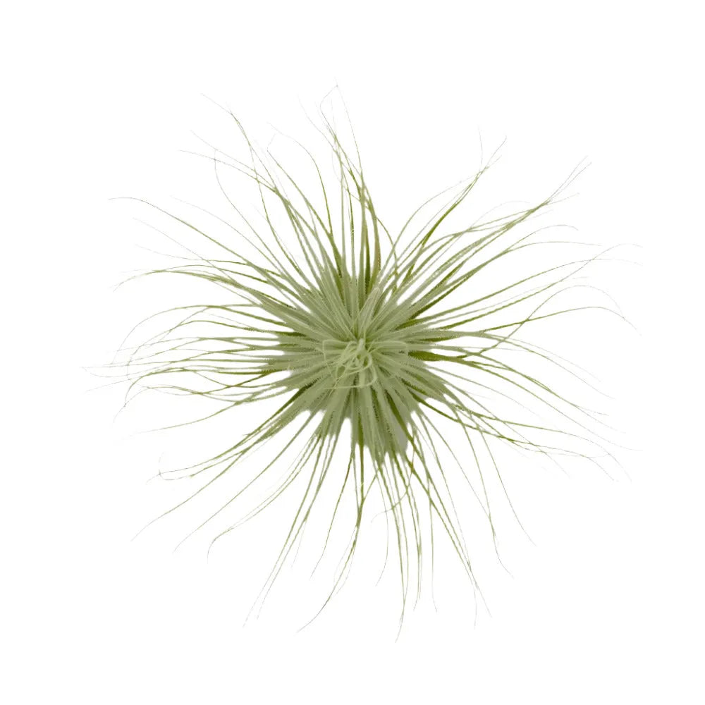 air plant tectorum Airplant Tectorum 5-6" – Bloom Garden Shop