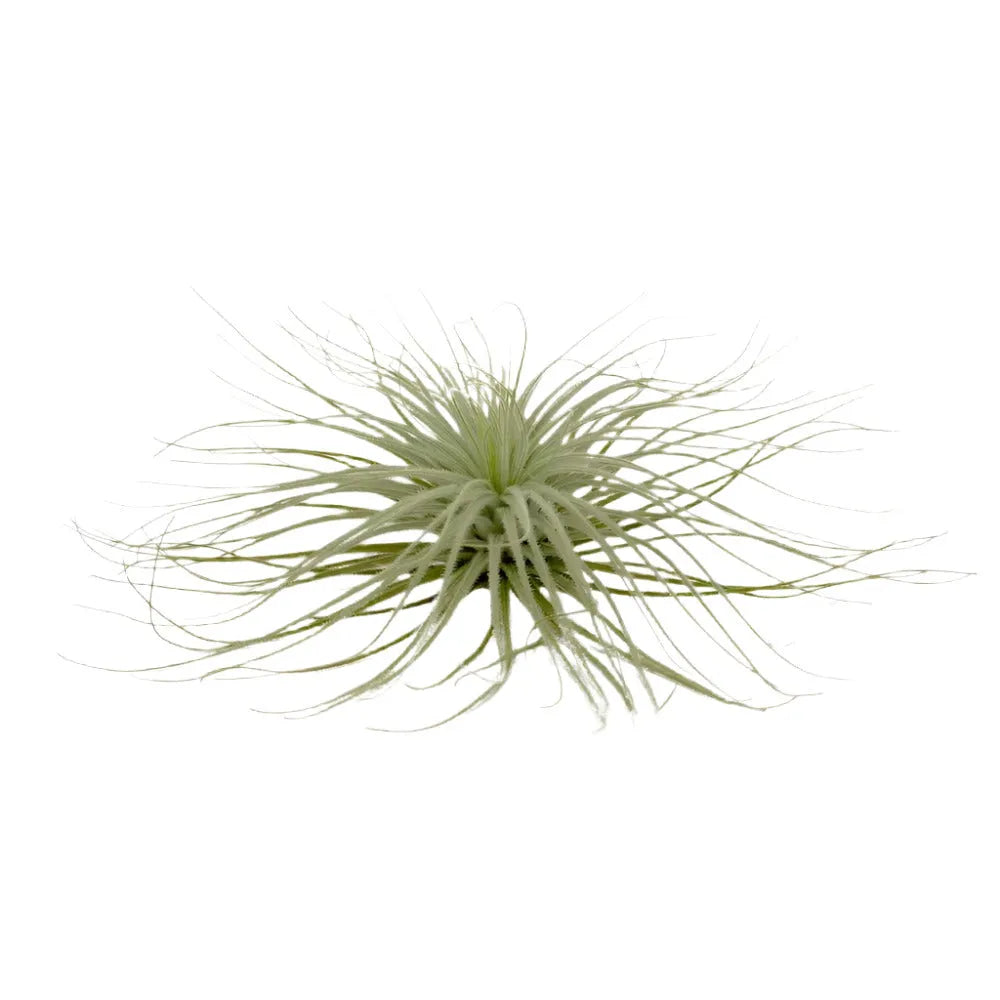 Airplant Tectorum 5-6"