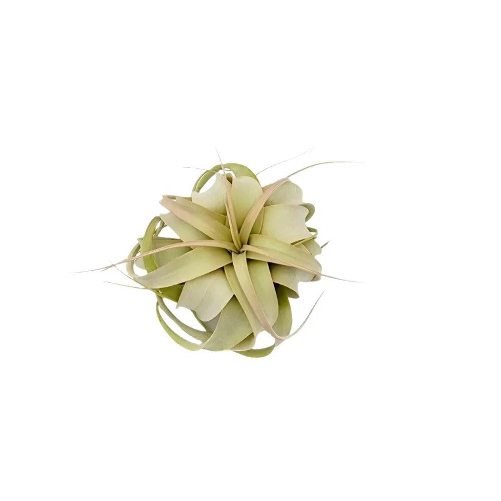 Airplant Xerographica 3-5"