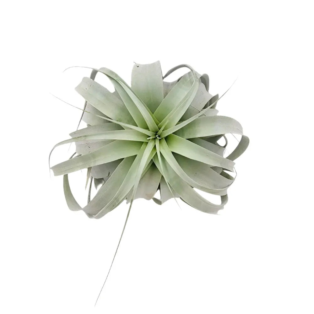xero air plant Airplant Xerographica 7-9 in. – Bloom Garden Shop