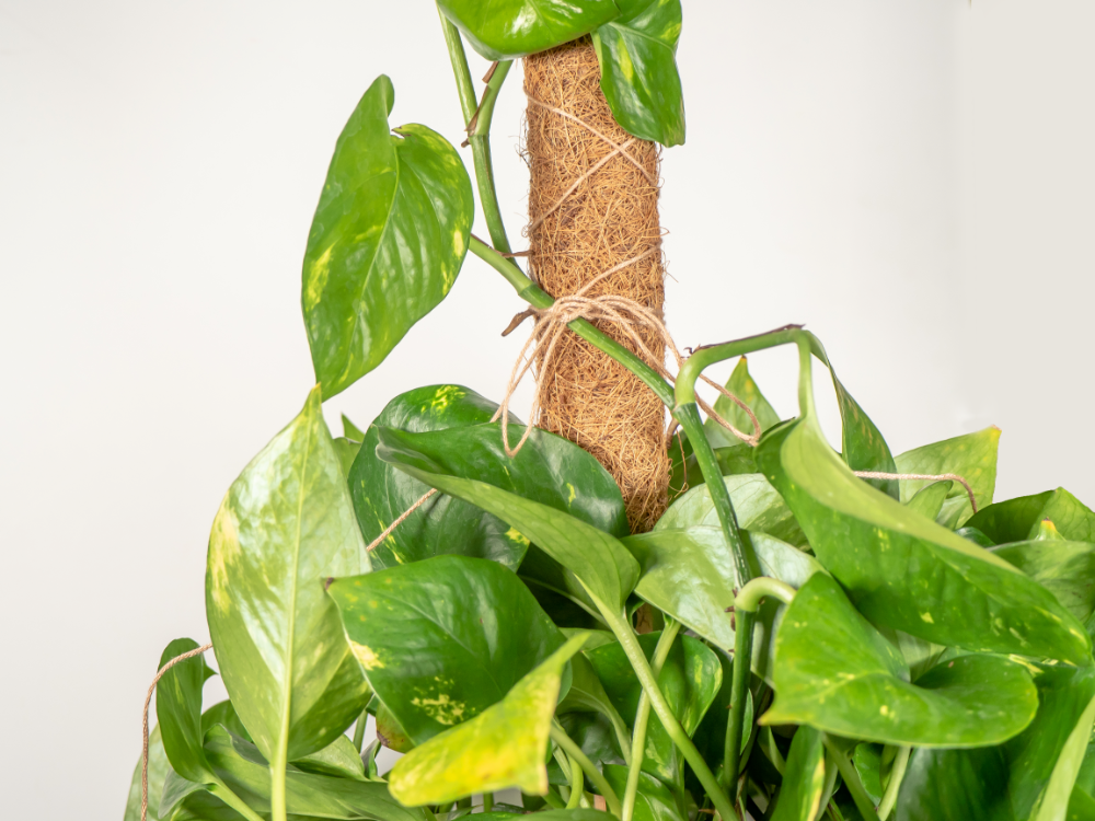 Coco Moss Poles Vine Plant Support