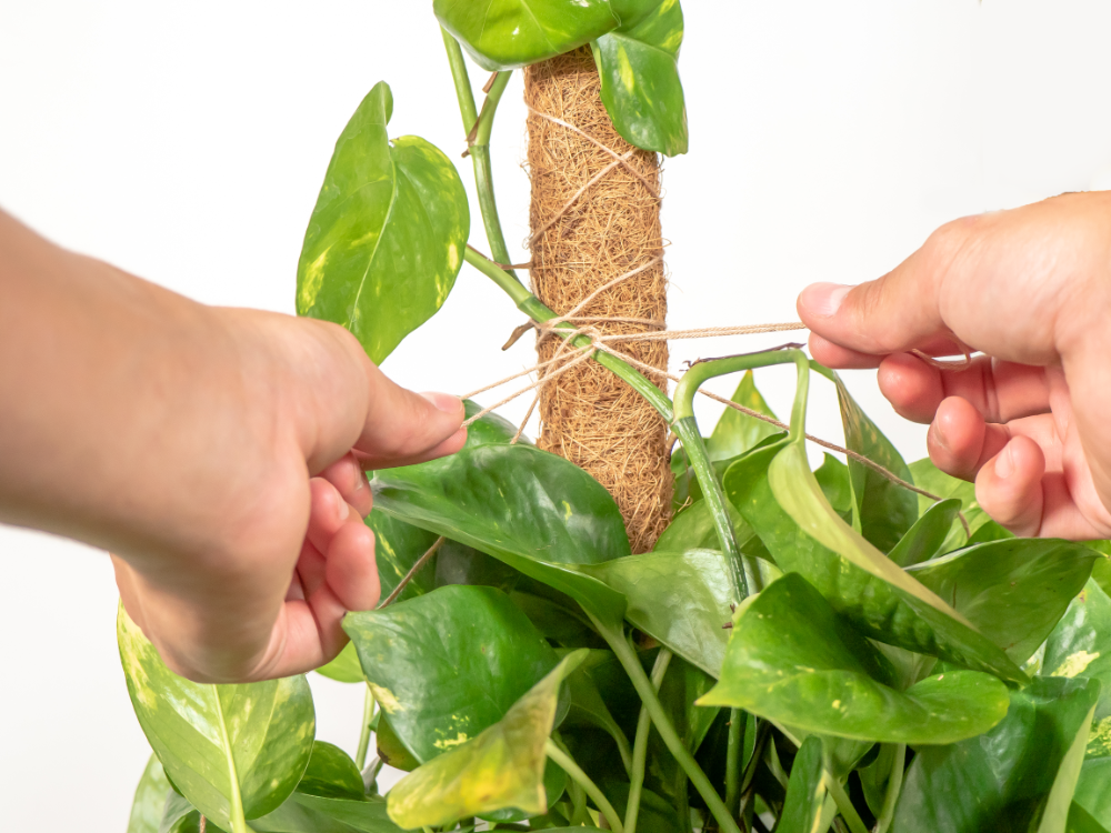 Coco Moss Poles Vine Plant Support