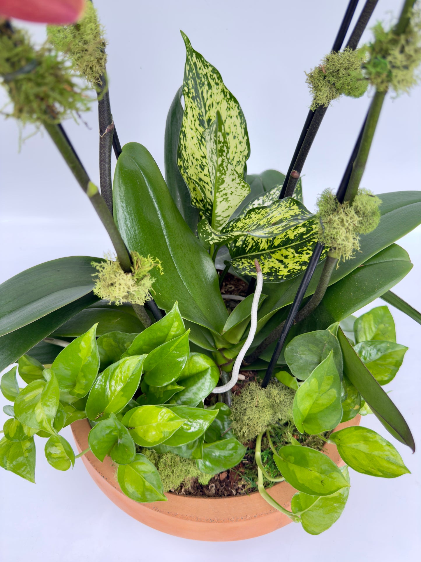 base of the plant with green leaves and stems of the orchid