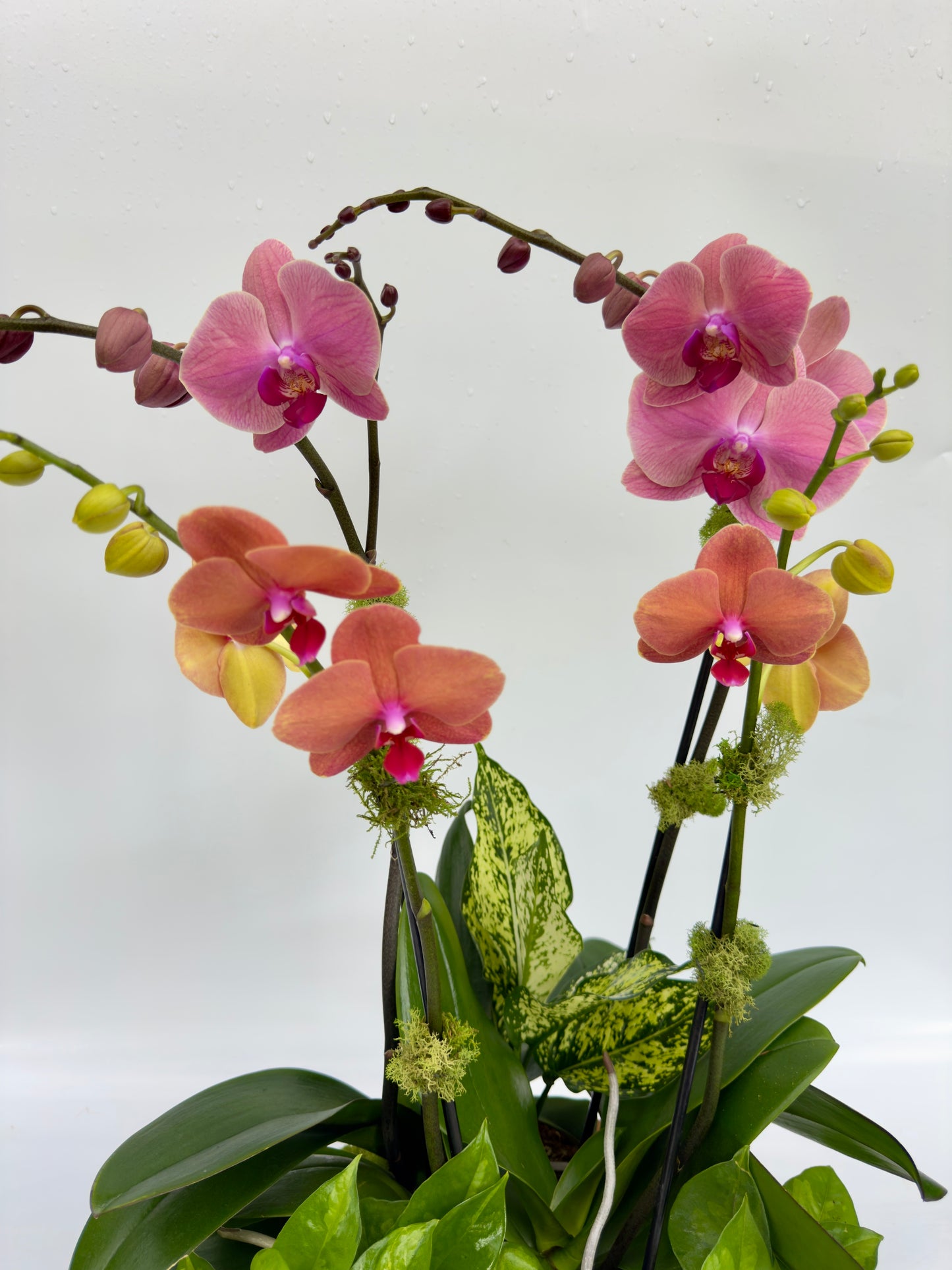 Orchid flower closeup with pink and orange flowers on a white background