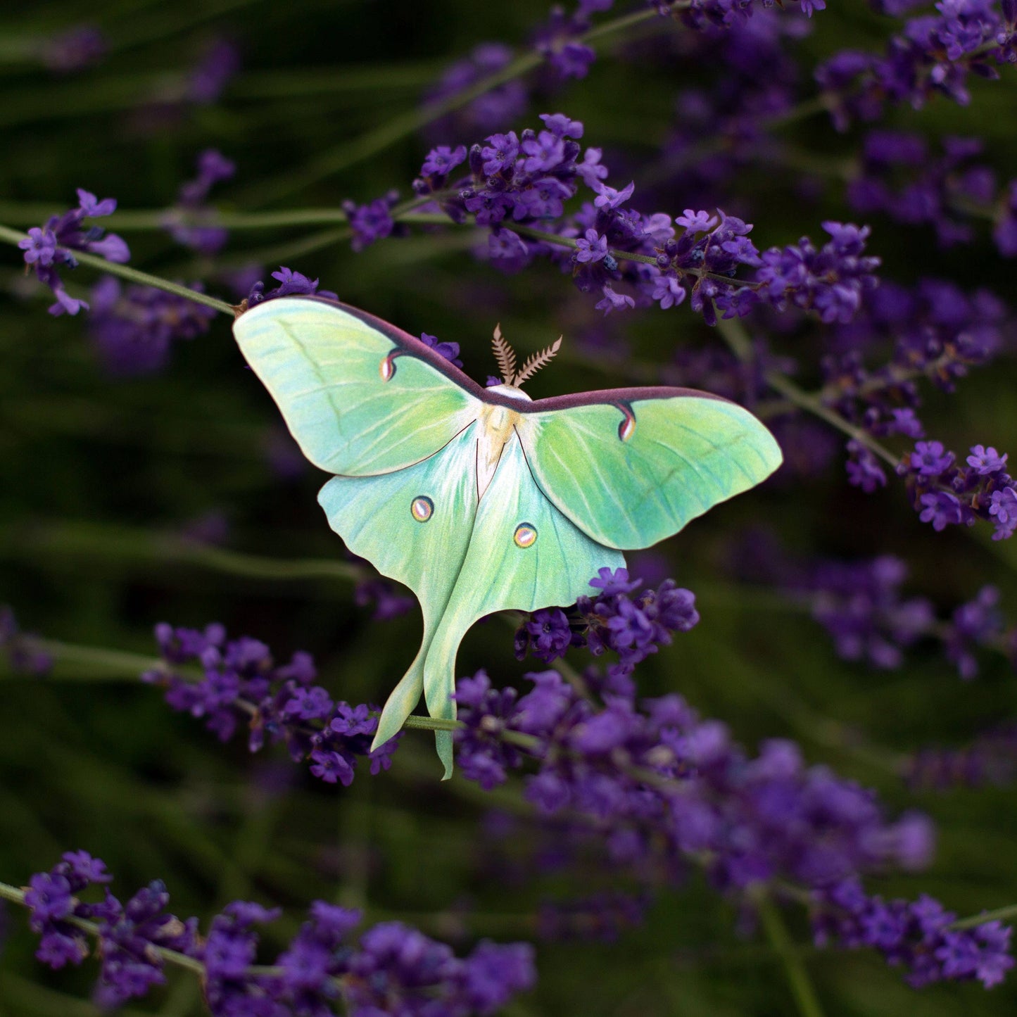 Moonwake Luna Moth Collection - 3 Piece Set