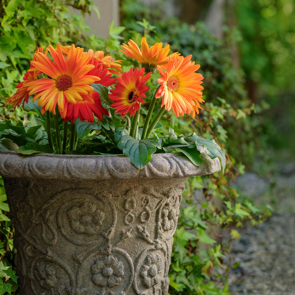 Campania Minerva Planter