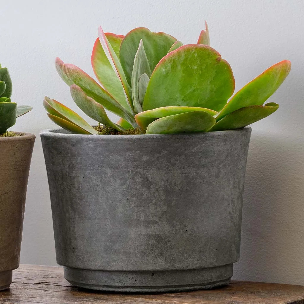 Campania Cloche Planter - Terrace