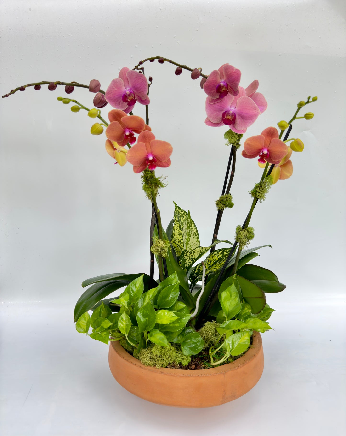 Potted foilage arrangement with orchid featuring pink and orange flowers with foilage plants on the base on a white background