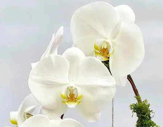 5" Phaleonopsis Orchid (Double Spike)