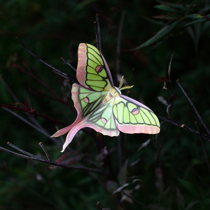 Moonborn Luna Moth Collection - 3 Piece Set