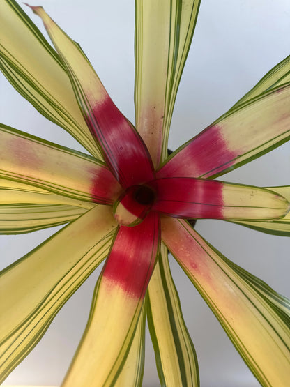 6" Neo Bromeliad
