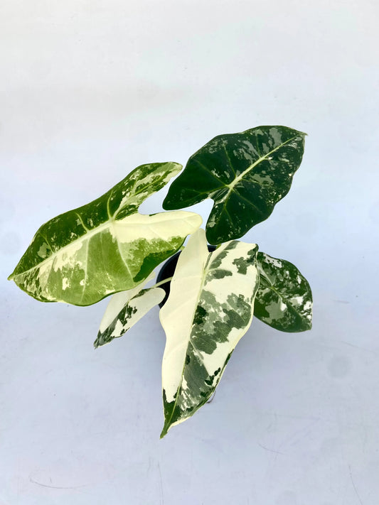 4  Alocasia 'Frydek' Variegated